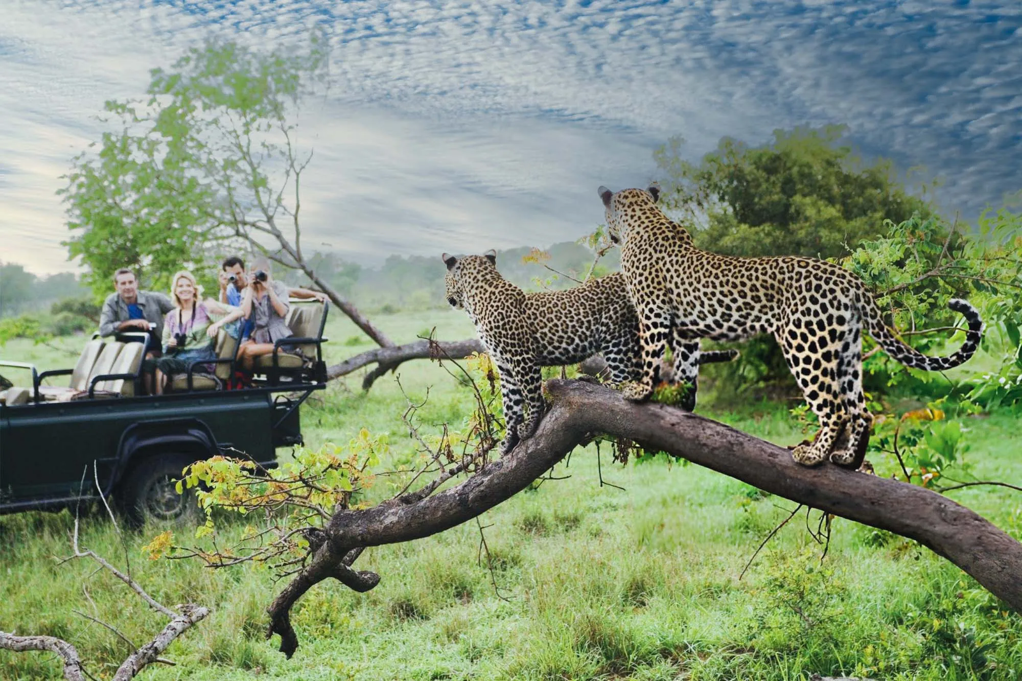 Leopards coughing low from mopane shade in the African bush.