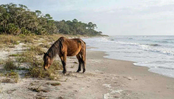 A wild horse grazing peacefully on a quiet, sandy beach with ocean waves on Cumberland Island, Georgia.